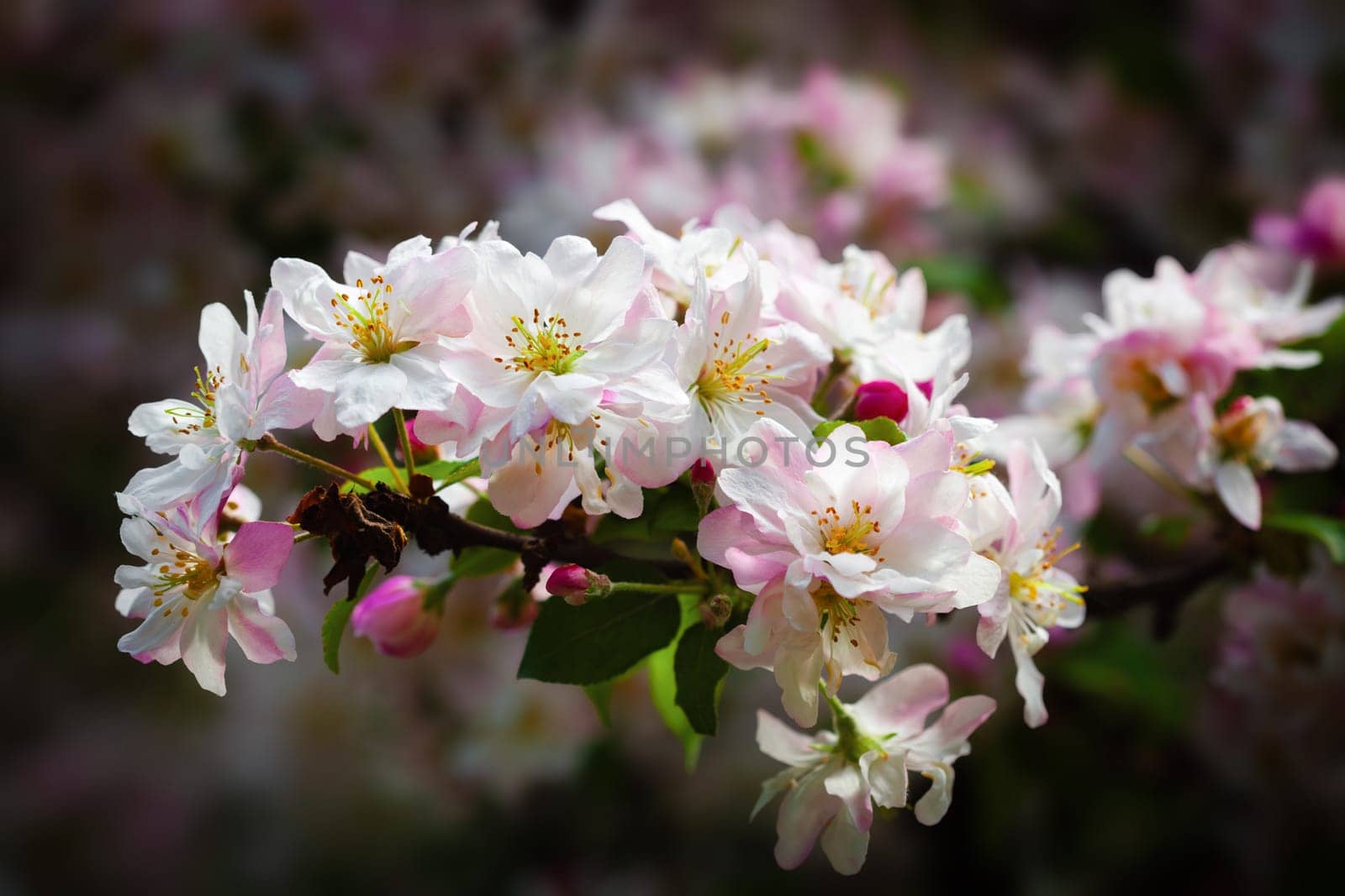 Spring brings vibrant life to the scene, with branches adorned in delicate pink and white blossoms.