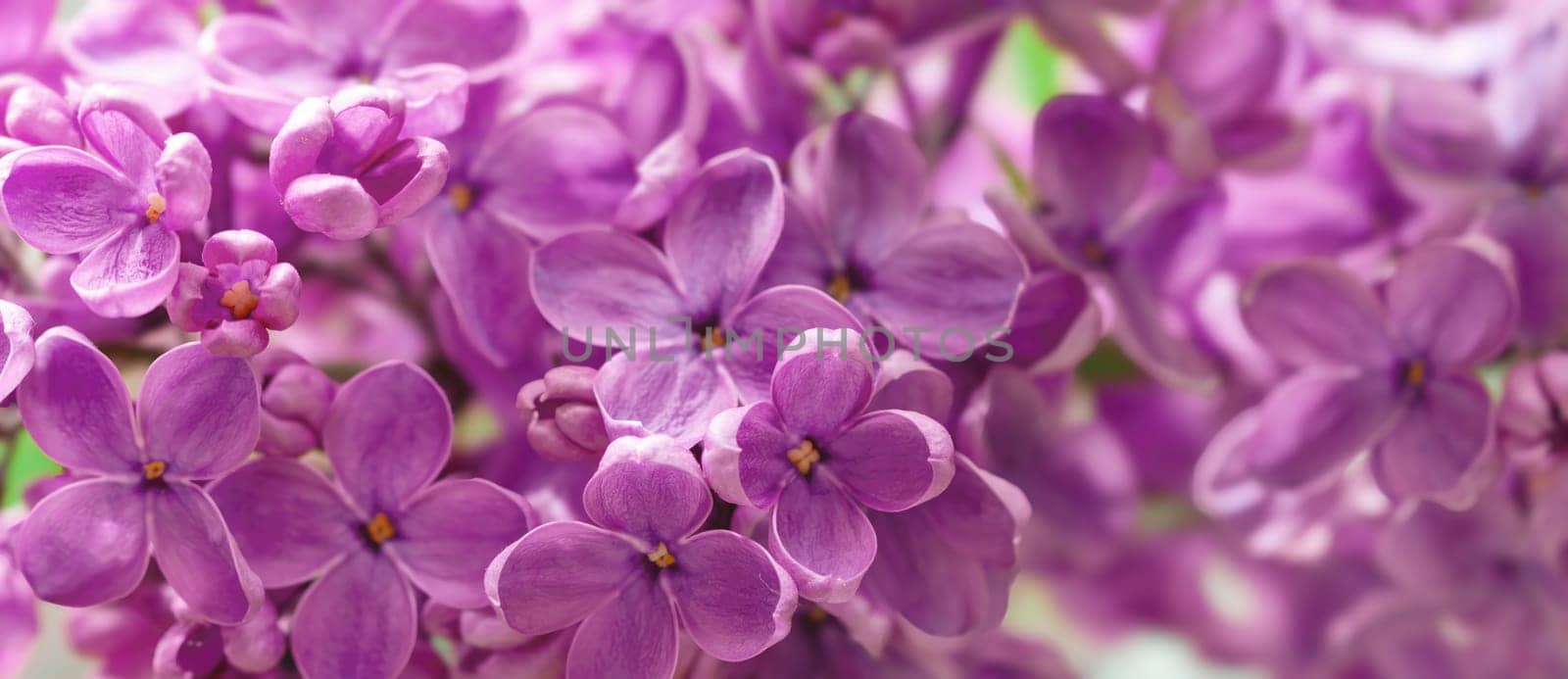 In spring, delicate clusters of purple lilac flowers bloom beautifully, filling the air with their sweet fragrance. The bright petals bask under warm sunlight, enhancing the gardens lively atmosphere.