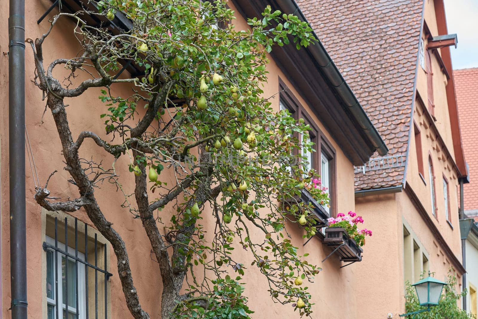 Pear tree as espalier tree on a facade as decoration in Rothenburg ob der Tauber in Germany