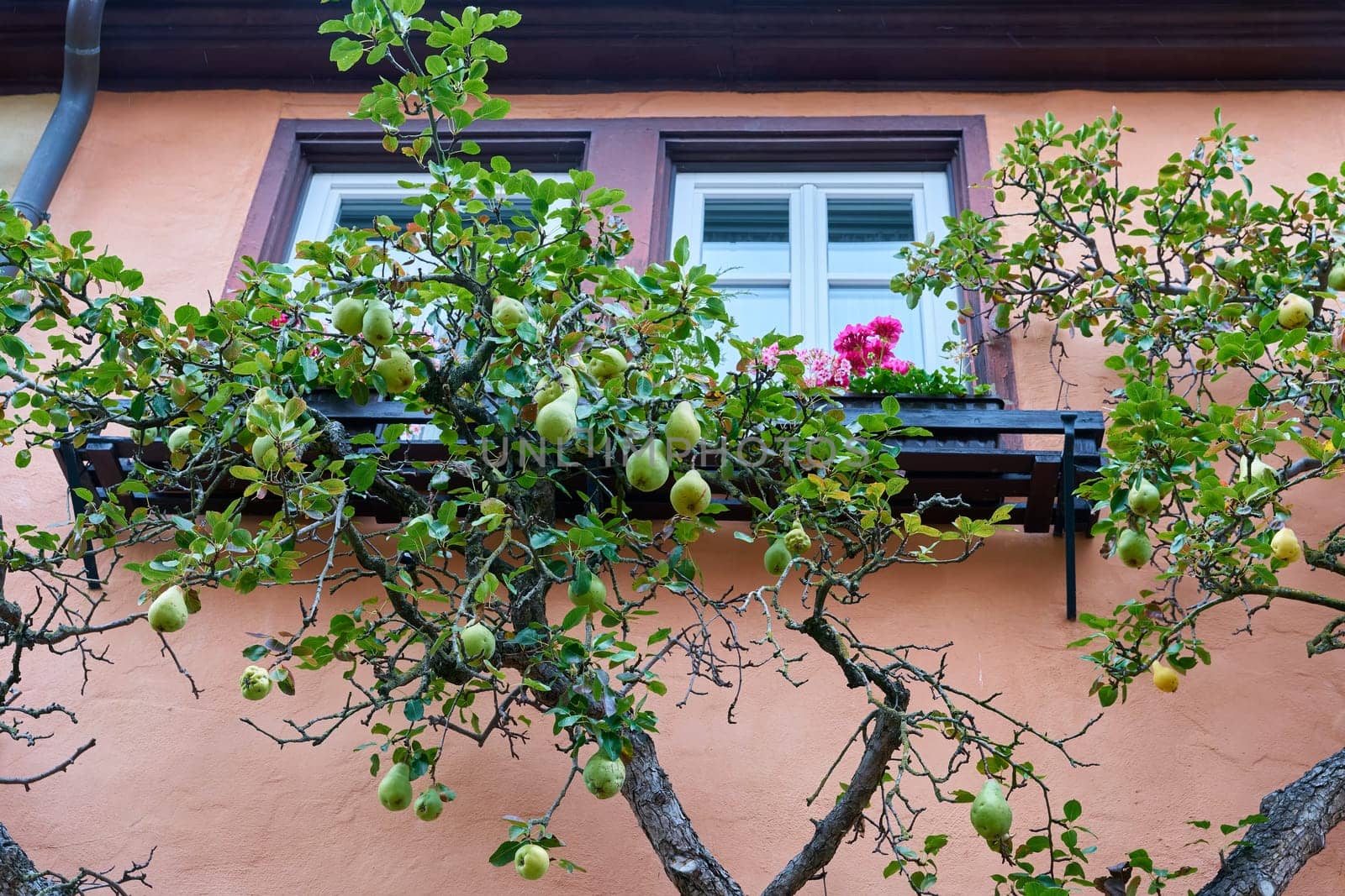 Pear tree as espalier tree on a facade as decoration in Rothenburg ob der Tauber in Germany