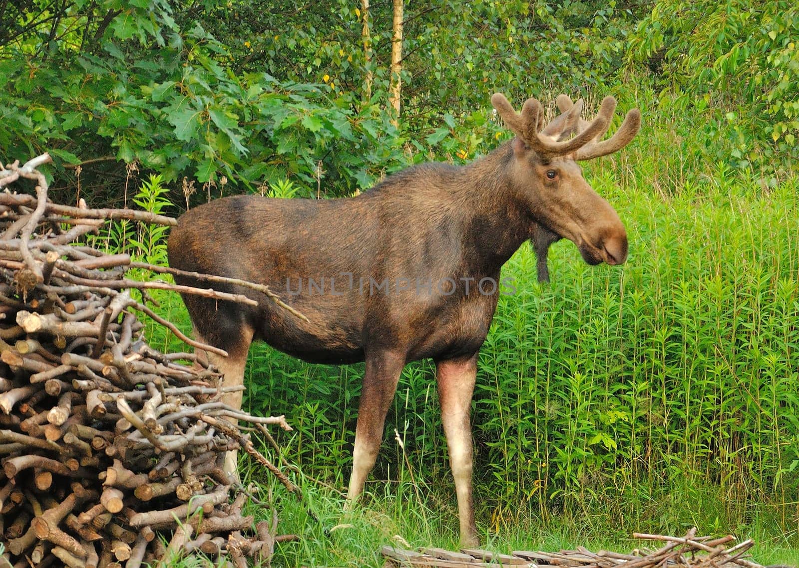 A magnificent moose stands near a woodpile in a lush green forest. The scene showcases the animal's natural grace and the beauty of its surroundings.