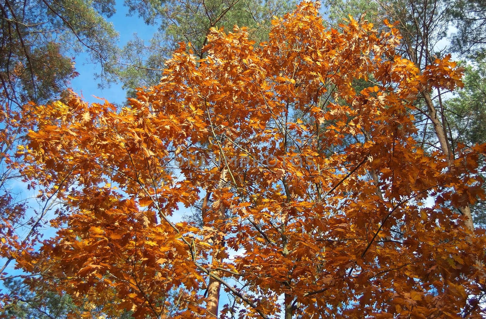 A breathtaking view of autumn leaves. Golden and orange leaves fill the frame against a bright blue sky.