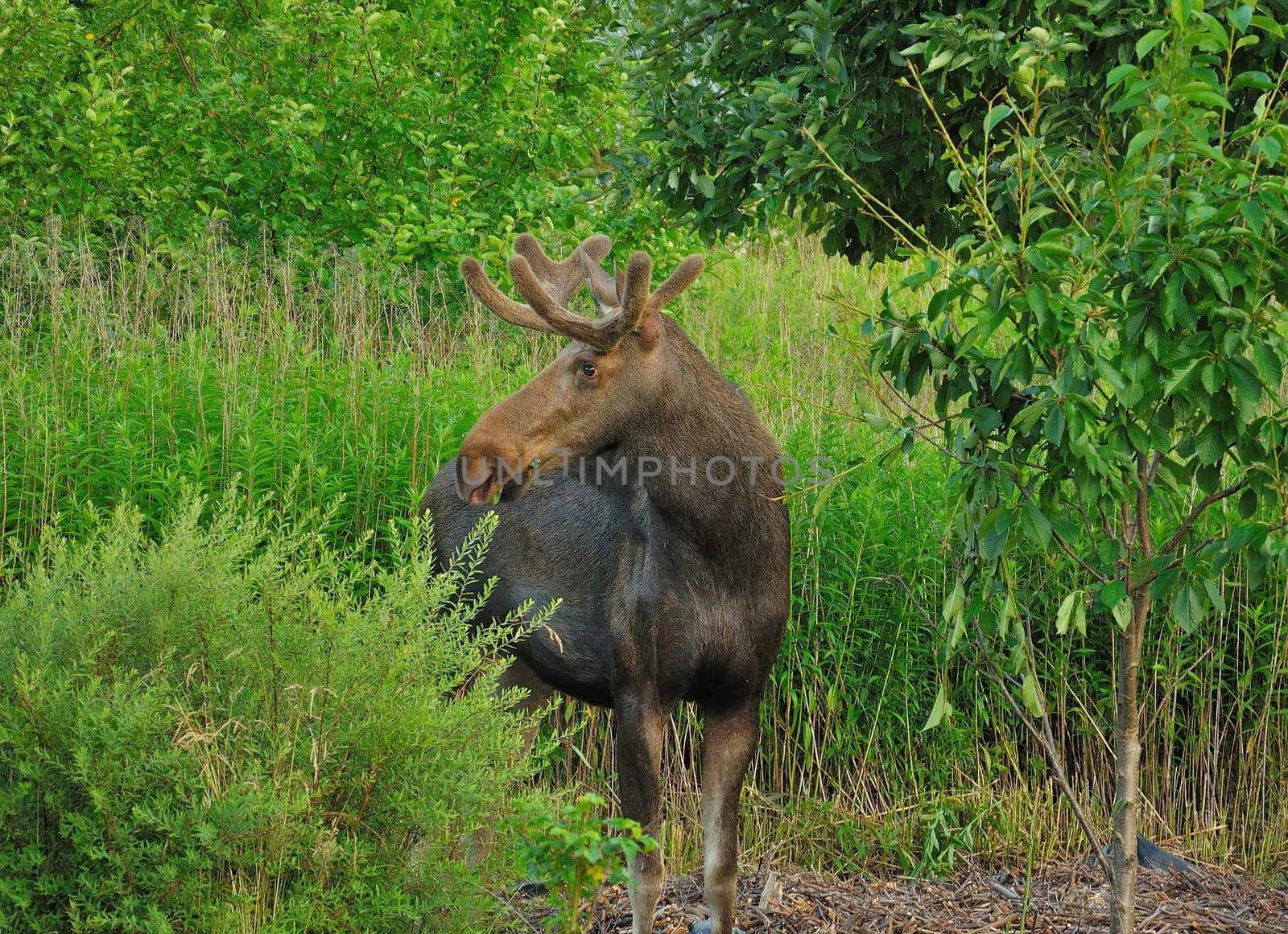 A magnificent moose grazes peacefully amidst lush green foliage. Its antlers are visible.