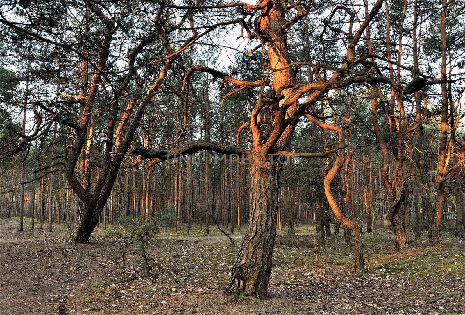 A lone pine tree bathed in the warm glow of the setting sun, surrounded by other trees in a tranquil forest.