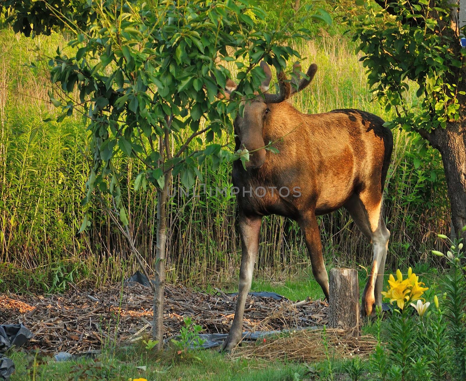 A moose peacefully eating leaves in a summer meadow.