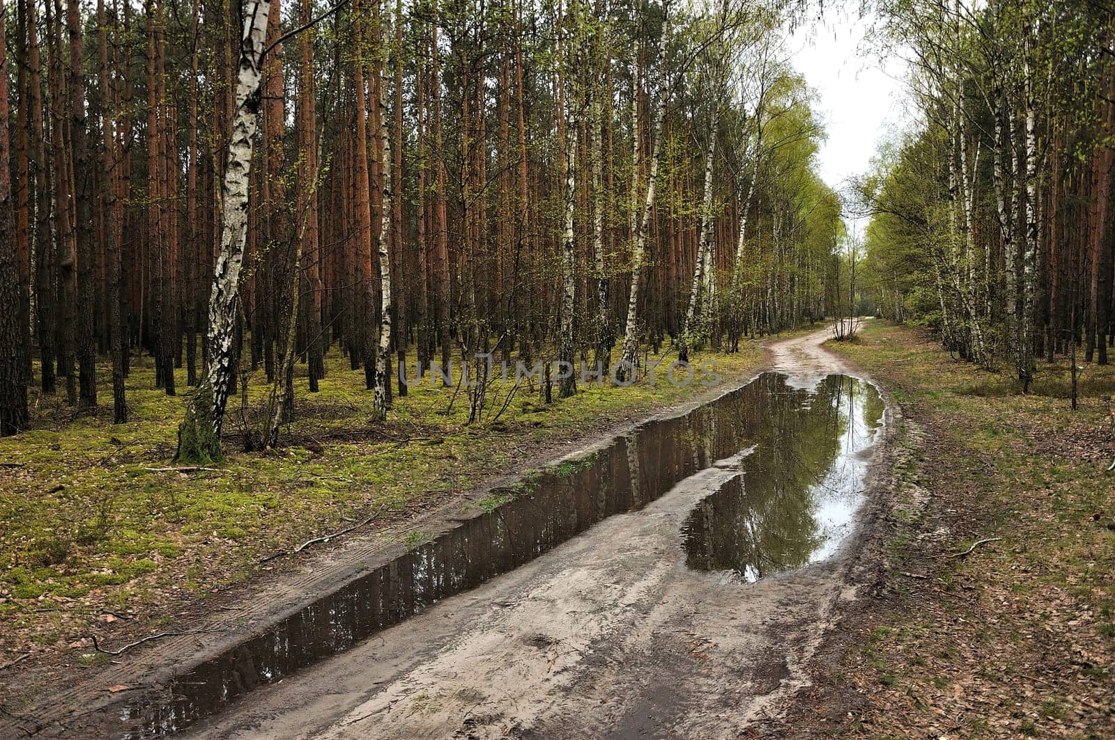 A tranquil forest path with a puddle reflecting the trees. Peaceful atmosphere.