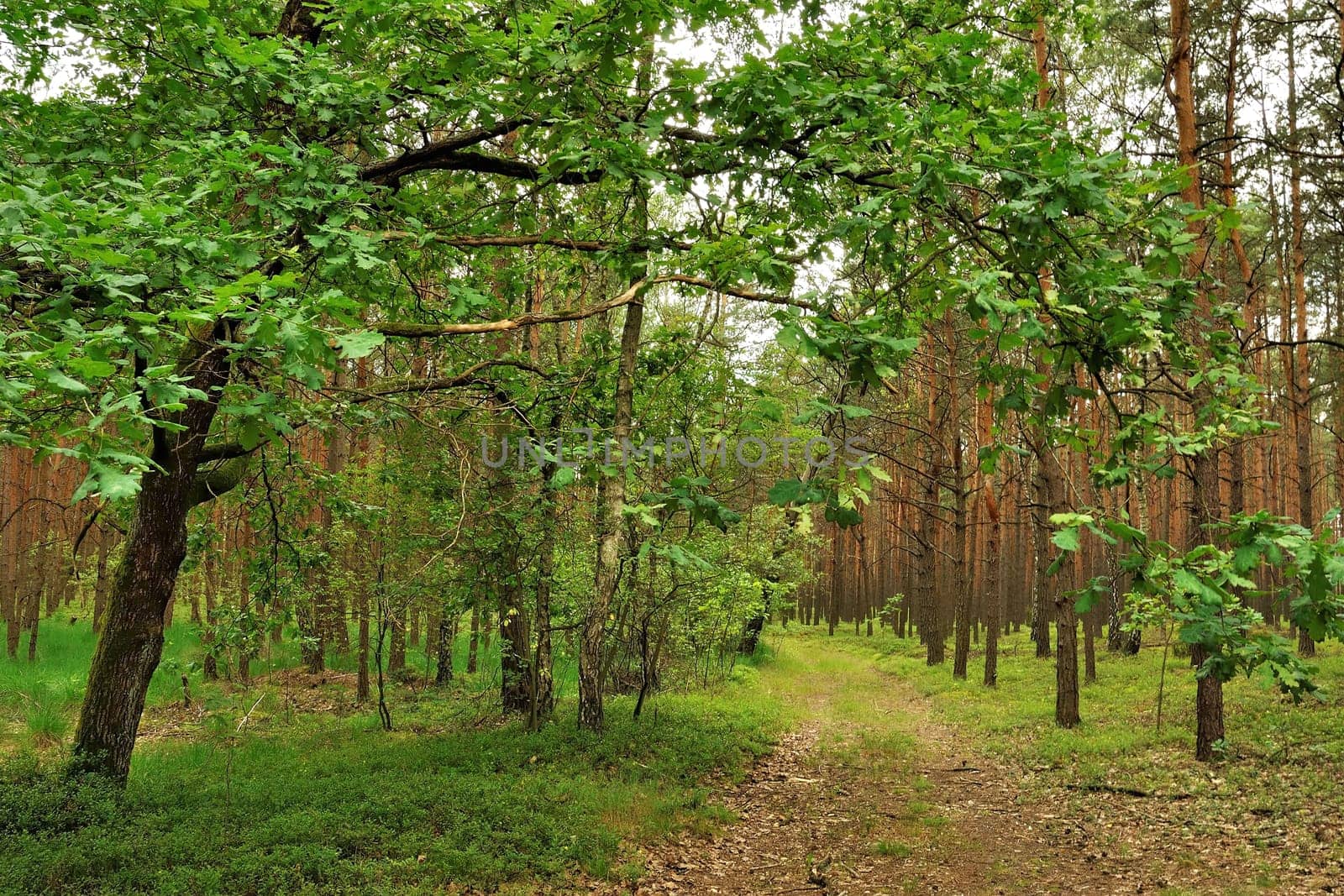 A tranquil path winds through a lush green forest. Sunlight filters through the leaves, creating a peaceful atmosphere.