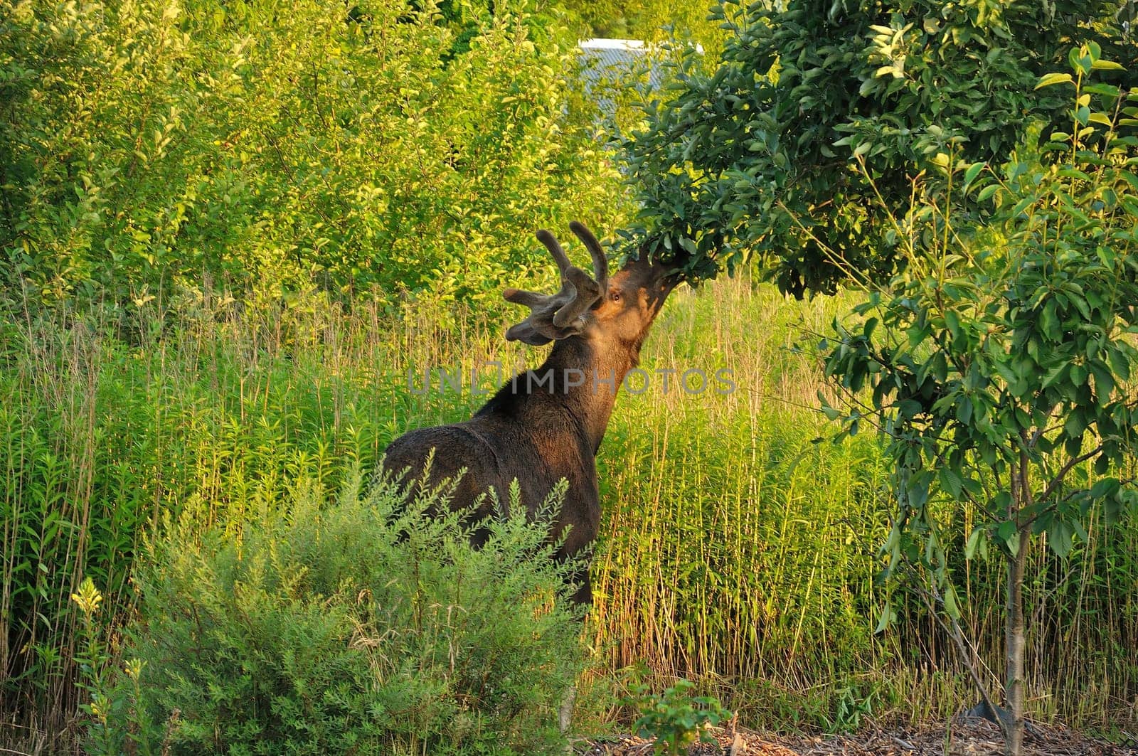 A majestic moose gracefully feeds on leaves in a lush summer meadow. The scene showcases the beauty of nature and wildlife