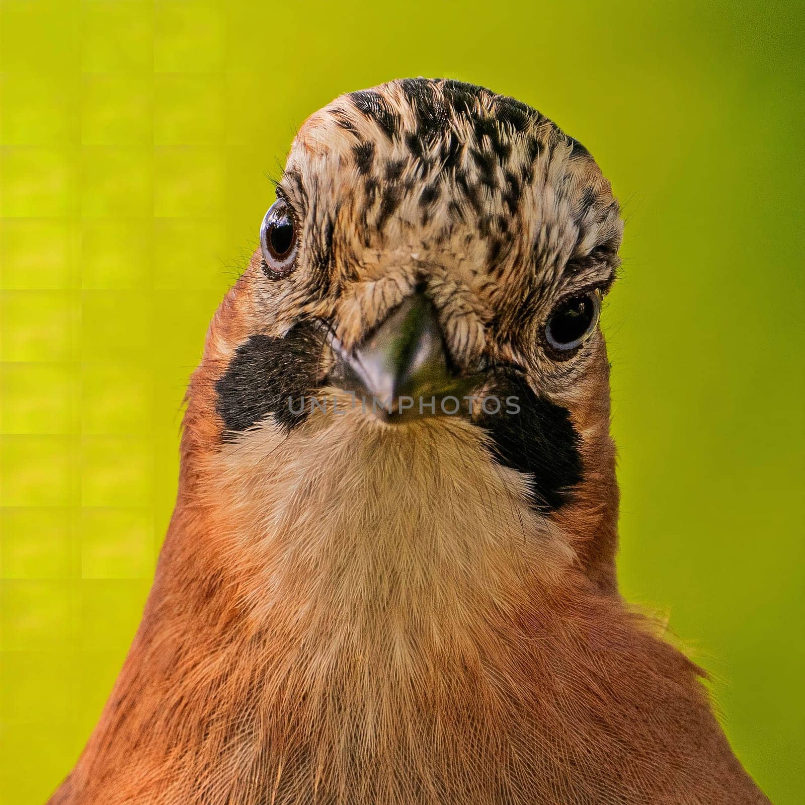 Close-up portrait of a Eurasian Jay, showcasing its vibrant plumage and intense gaze. The green background enhances the bird's colors.