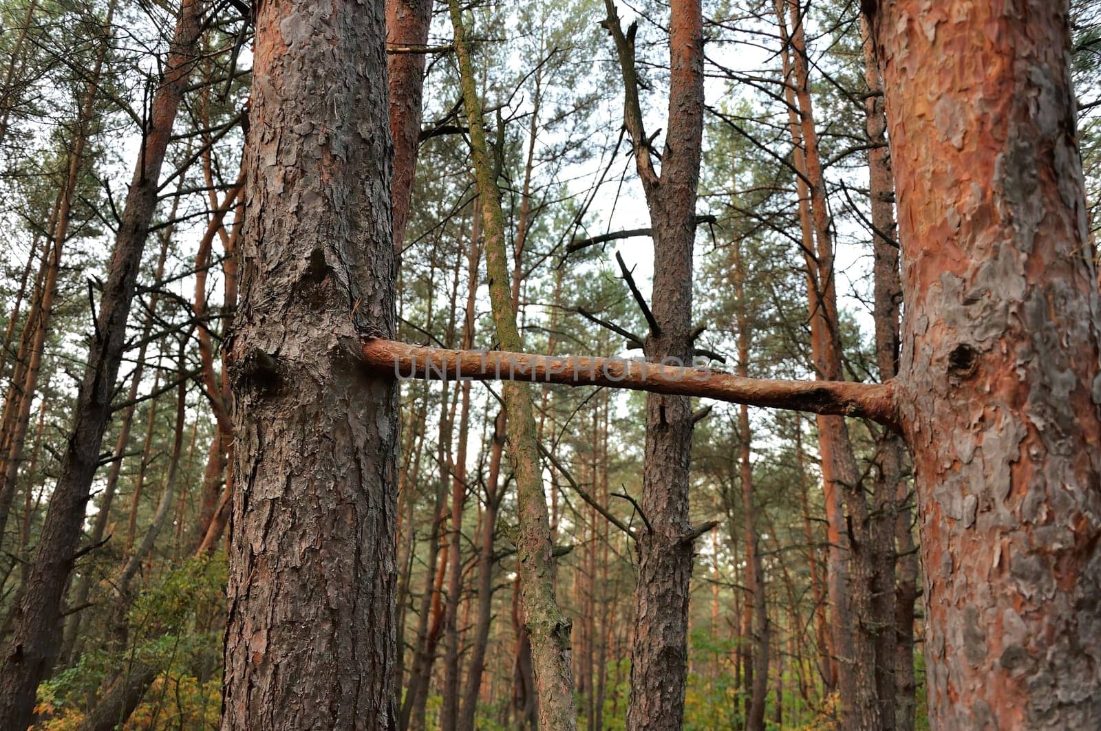 Image of two pine trees in a forest with one branch connecting the two trees.