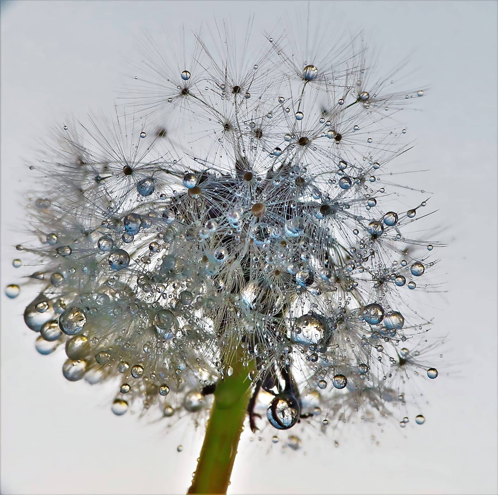 A captivating close-up of a dandelion seed head adorned with glistening dewdrops. The image showcases the intricate details of nature's beauty.
