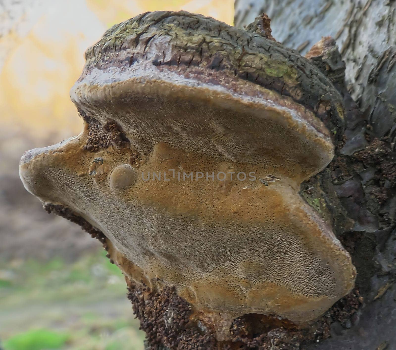 A detailed close-up shot of a tinder fungus growing on a tree trunk. The fungus's texture and color are clearly visible.