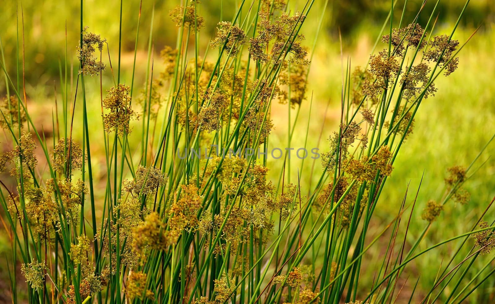 A vibrant image of a golden meadow filled with tall grasses swaying gently, showcasing nature's beauty in vivid detail.