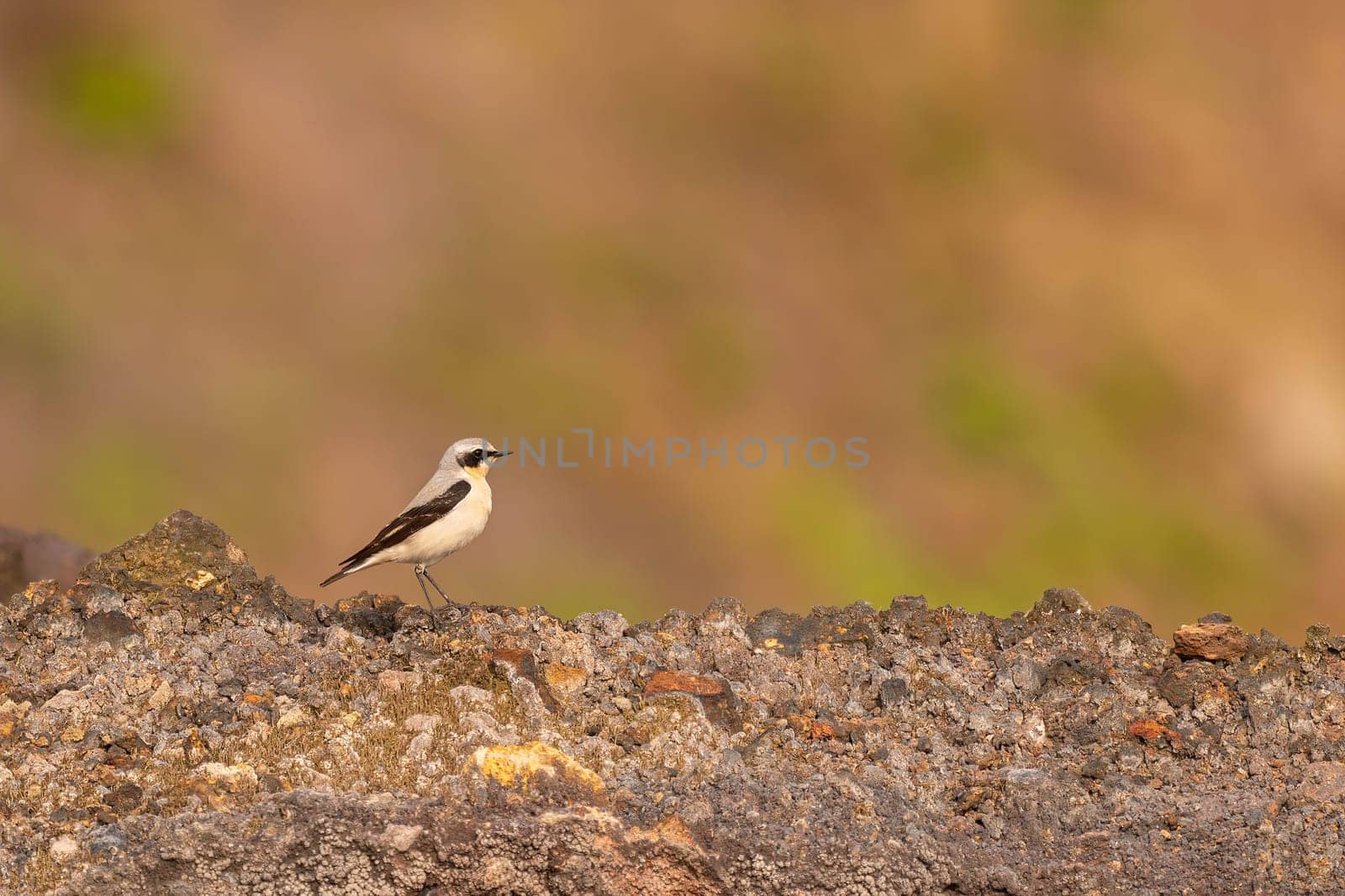 A Wheatear bird rests on a rocky surface, showcasing its elegant posture against a blurred background of warm tones. A serene moment captured in nature.