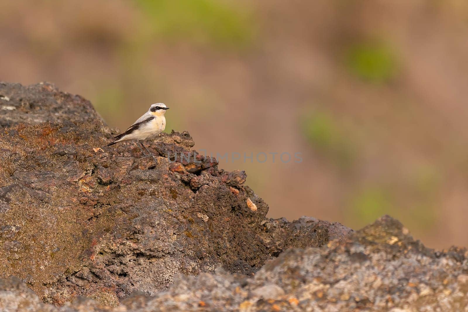 A Northern Wheatear rests on a rocky surface. The bird's natural habitat is captured in detail.
