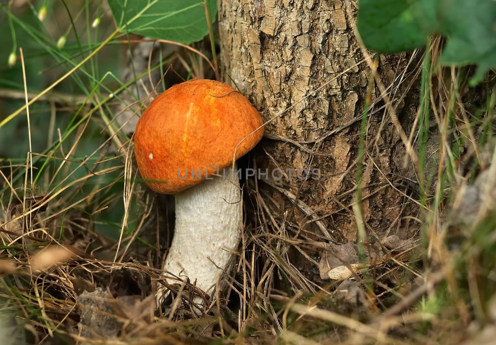 Close-up view of a vibrant orange mushroom growing near a tree in a forest setting.
