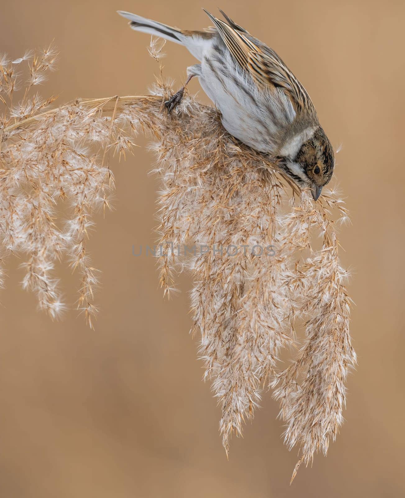 A snow bunting perched on a common reed in a natural setting. The bird's feathers are detailed, and the background is blurred.