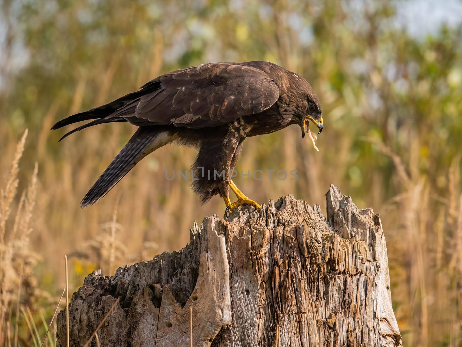 A brown buzzard perched on an old tree stump, showcasing its sharp focus and intricate details against a blurred forest background.
