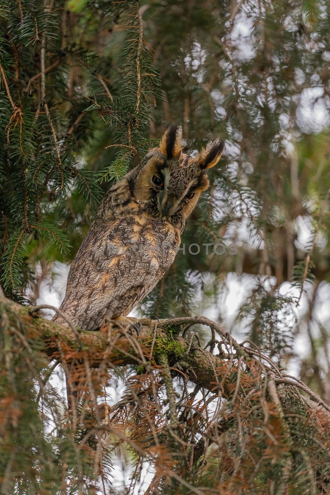 A long-eared owl rests on a tree branch, showcasing its intricate plumage and captivating gaze. The owl is perfectly camouflaged against the natural backdrop.