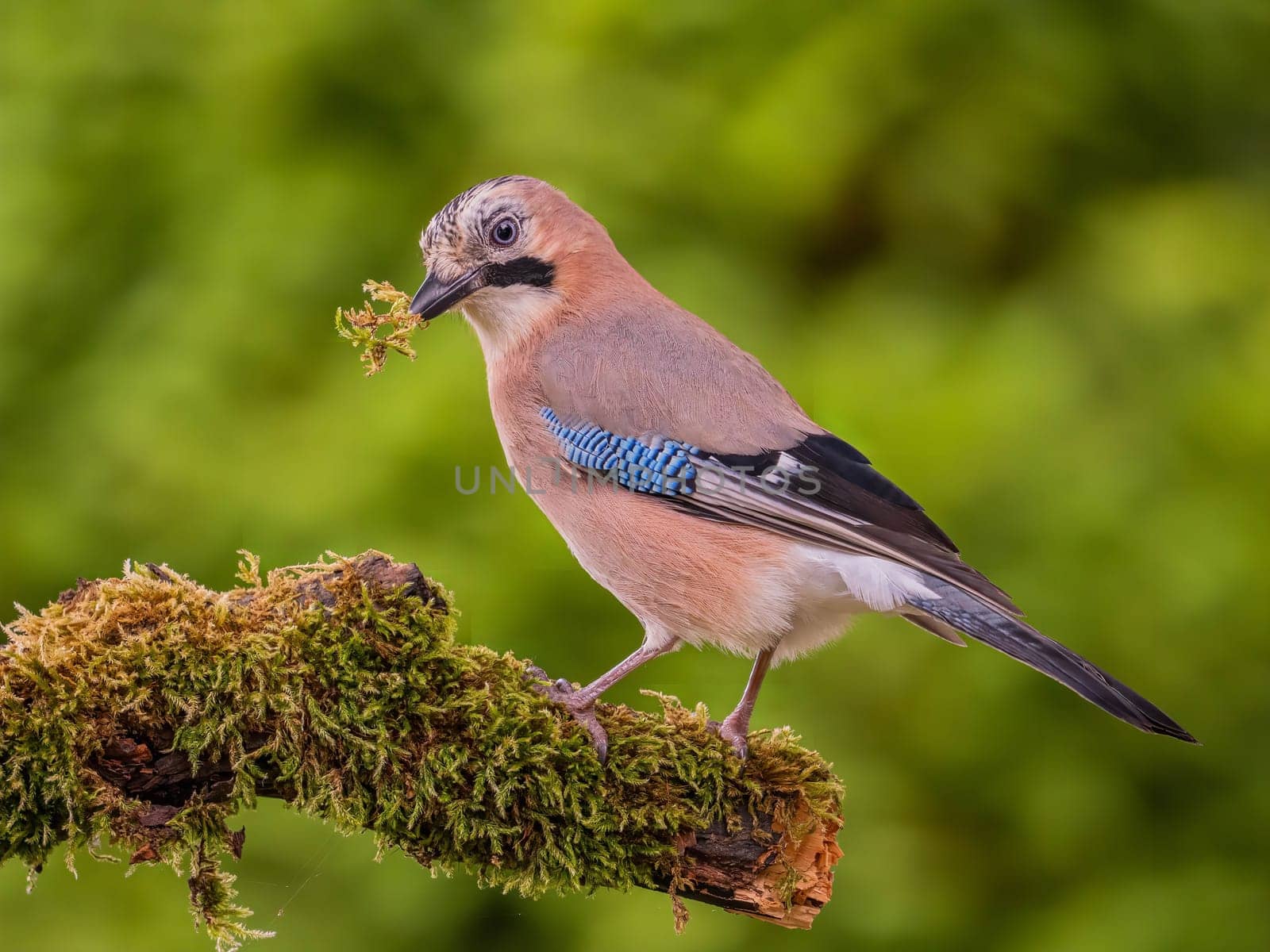 A Eurasian Jay perches on a mossy branch, showcasing its vibrant plumage and holding a small twig in its beak. The background is a soft green blur.