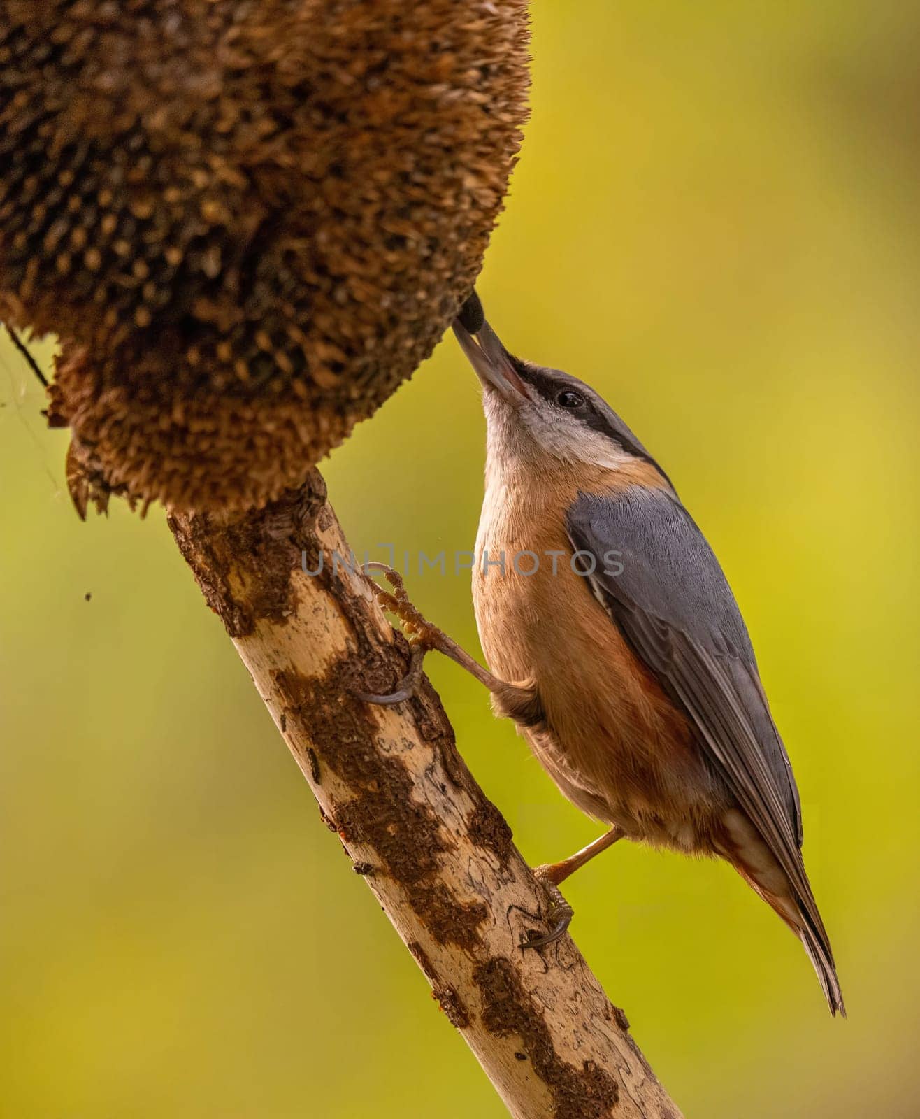 A nuthatch clings to a branch, delicately feeding on a sunflower seed head. The bird's detail is stunning.