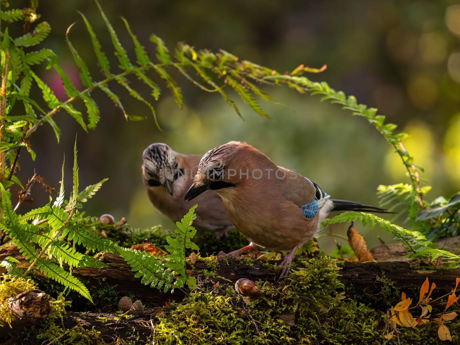 Two Eurasian Jays perched on a mossy log, surrounded by ferns in a lush forest setting. Beautiful wildlife capture.