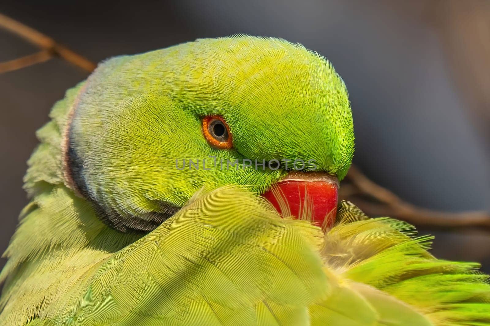 Close-up of a vibrant green parrot meticulously preening its feathers. The bird's bright plumage and detailed features are captured with stunning clarity.