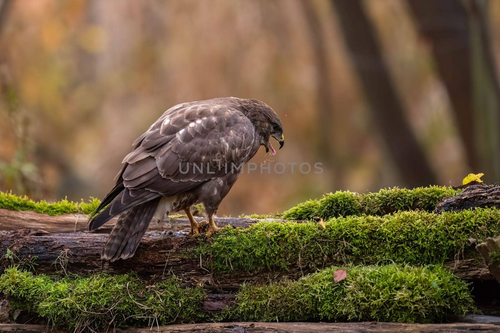 A brown buzzard perches on a mossy log in an autumnal forest. The bird is sharply focused.