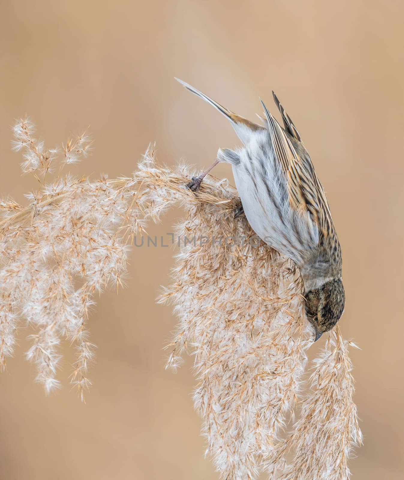 Close-up view of a small bird delicately perched on a reed, its feathers and the plant's texture sharply defined. The colors are soft and natural.