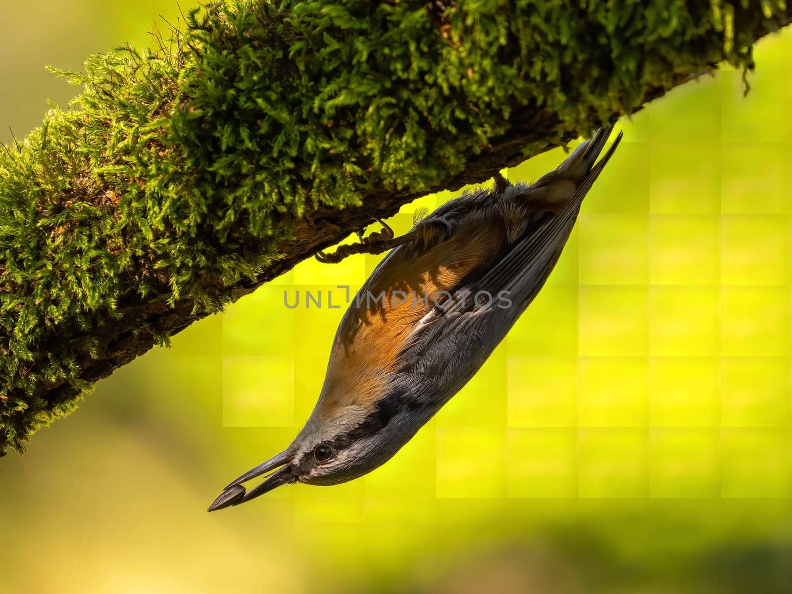 A nuthatch clings upside down to a moss-covered branch. Close-up view.