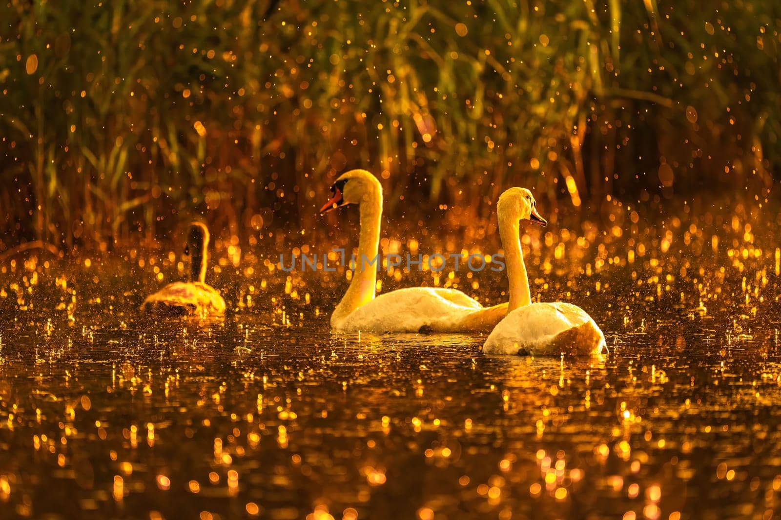 Two graceful swans swim in a golden lake during sunset. The tranquil scene is filled with warm light and gentle rain.