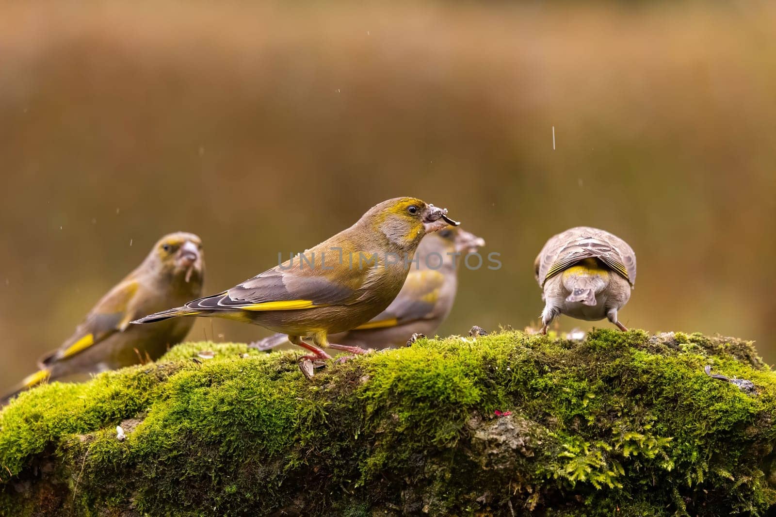 Three greenfinches perched on a mossy rock during a gentle autumn rain. One bird is feeding.