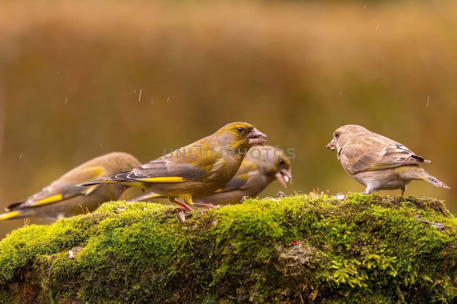 Three greenfinches perched on a mossy rock during a light rain shower. Beautiful nature scene.