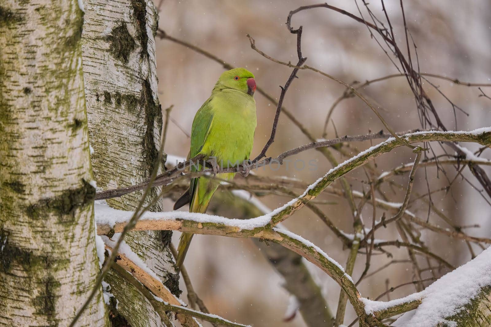 A vibrant green parakeet rests on a snow-covered branch during winter. Beautiful nature scene.
