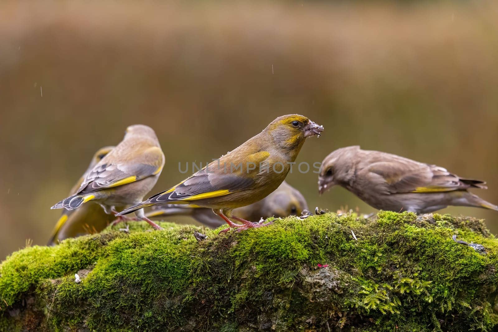 A group of greenfinches gathers on a mossy rock, enjoying a meal in the wild. The scene is peaceful and serene.