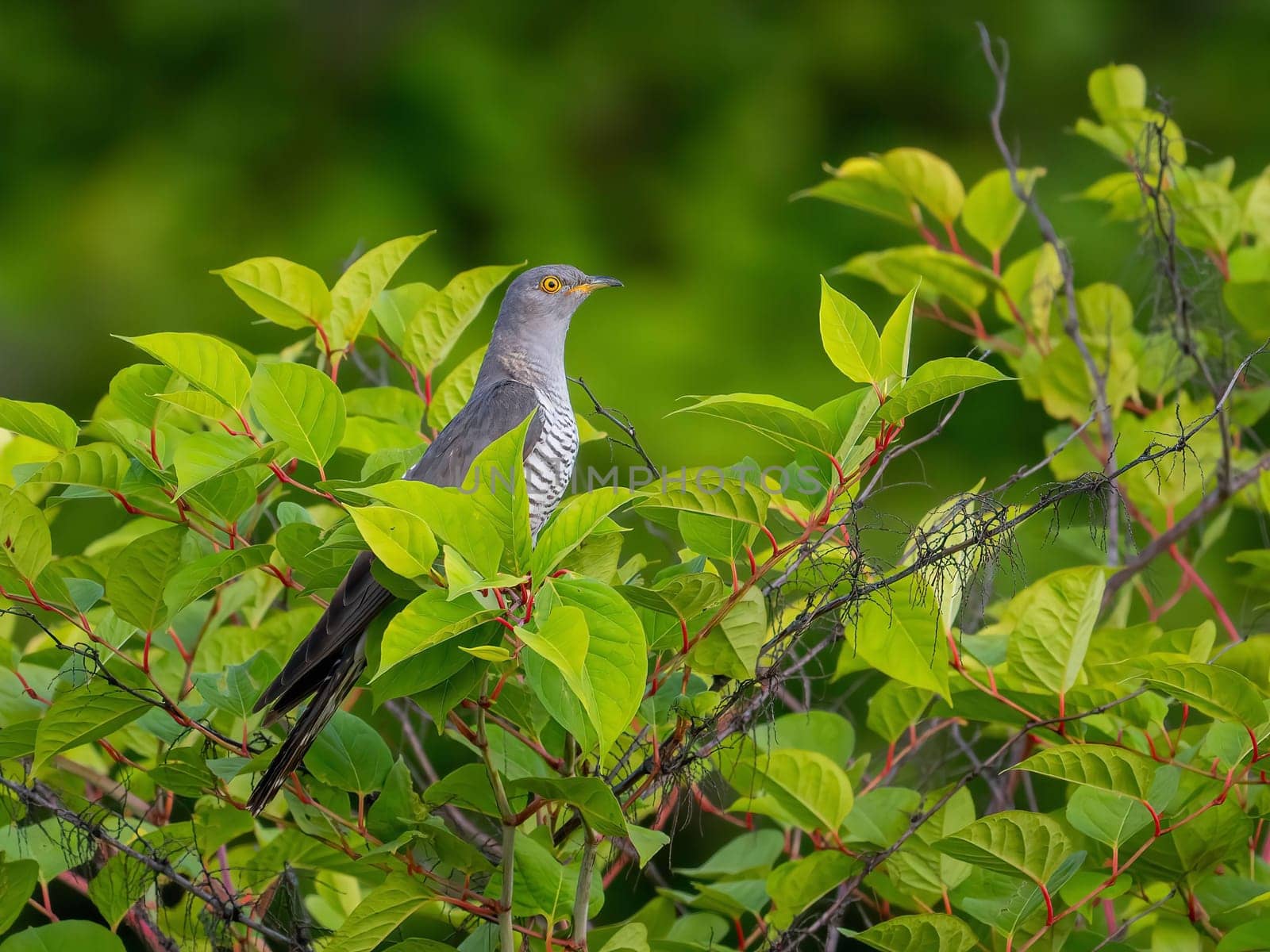 A common cuckoo rests on a branch surrounded by vibrant green leaves.
