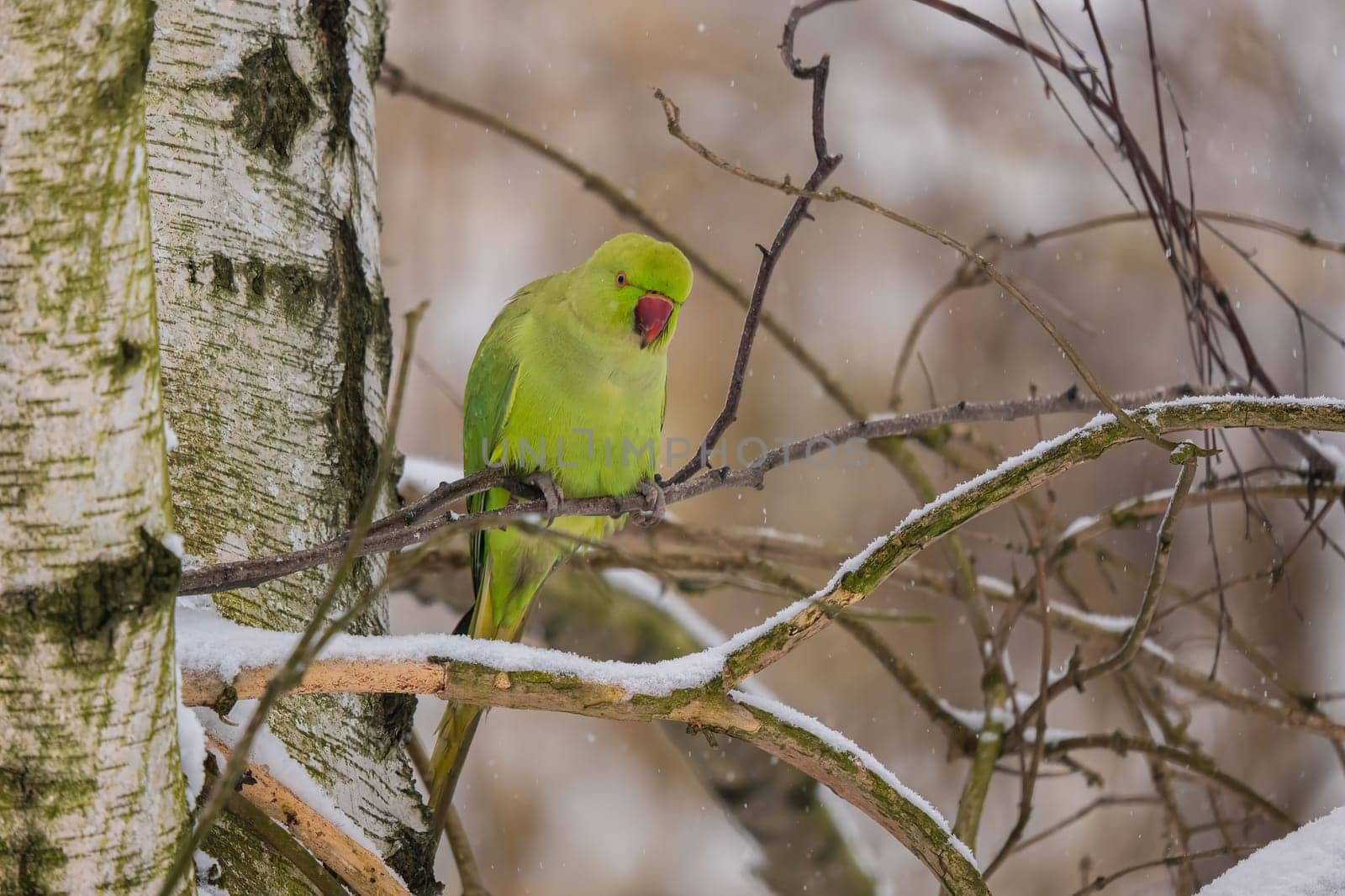 A vibrant green ring-necked parakeet perched on a snow-covered branch in a wintery scene.