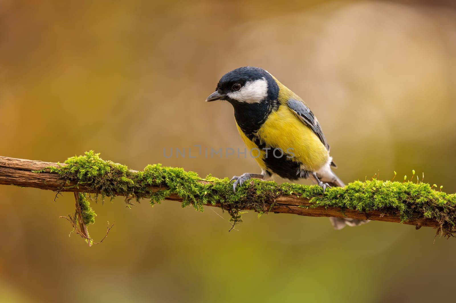 A Great Tit perched on a mossy branch in an autumnal forest. The bird's vibrant colors contrast beautifully with the muted background.