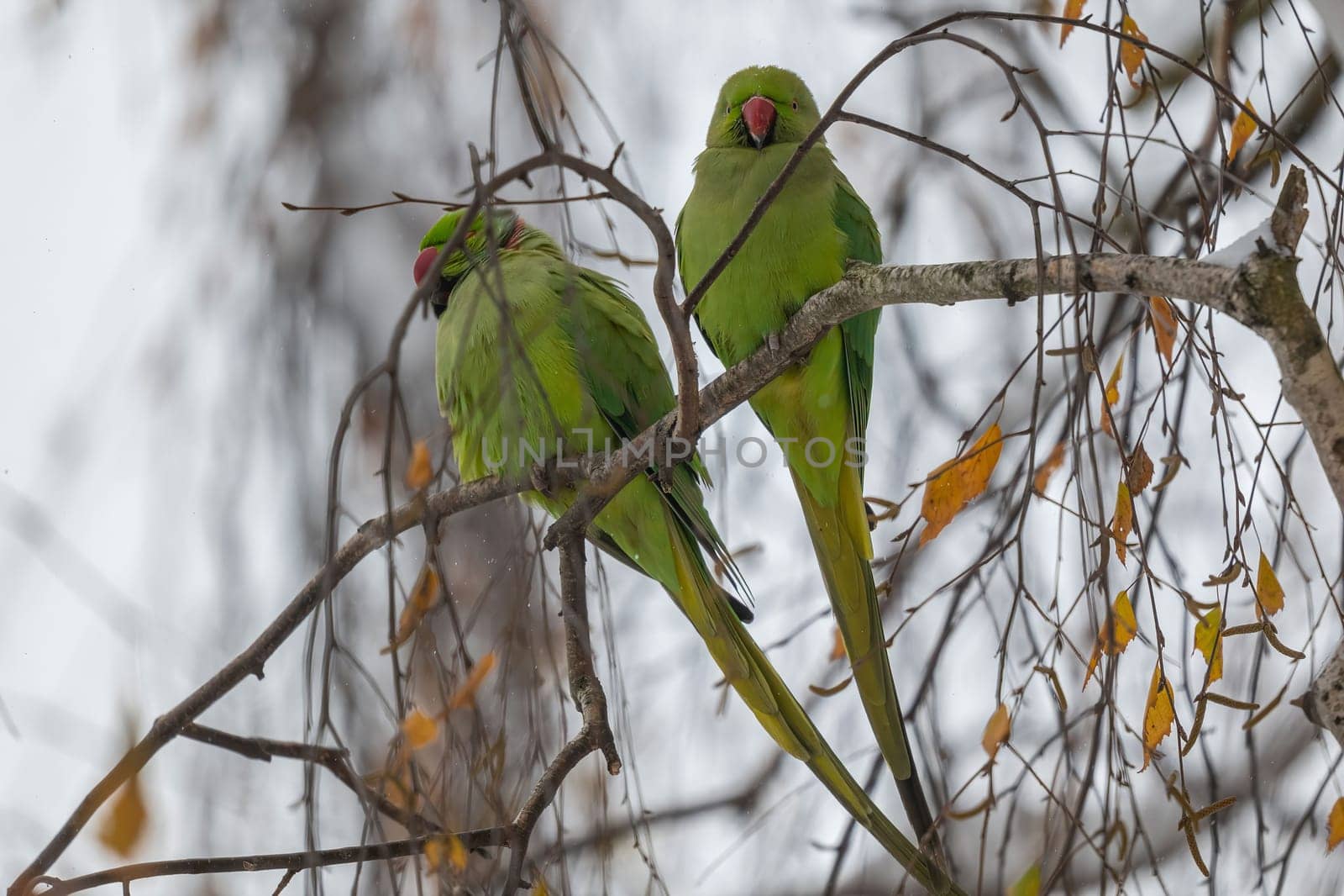 Two vibrant green parakeets rest on a leafless branch in a winter scene.