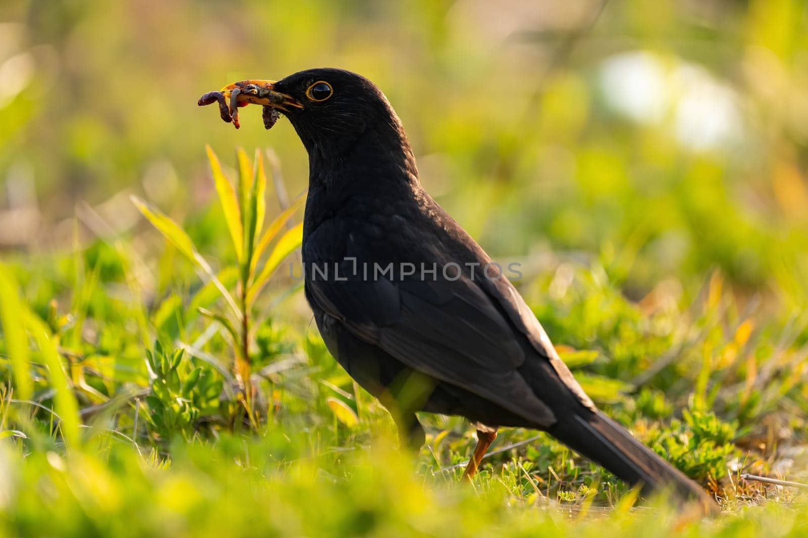 A blackbird foraging in the grass, holding a worm. Sunrise light illuminates the scene.
