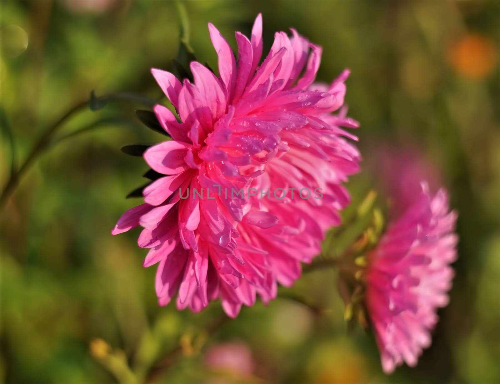 A close-up shot of a vibrant pink aster flower, glistening with morning dew. The delicate petals showcase the flower's beauty.