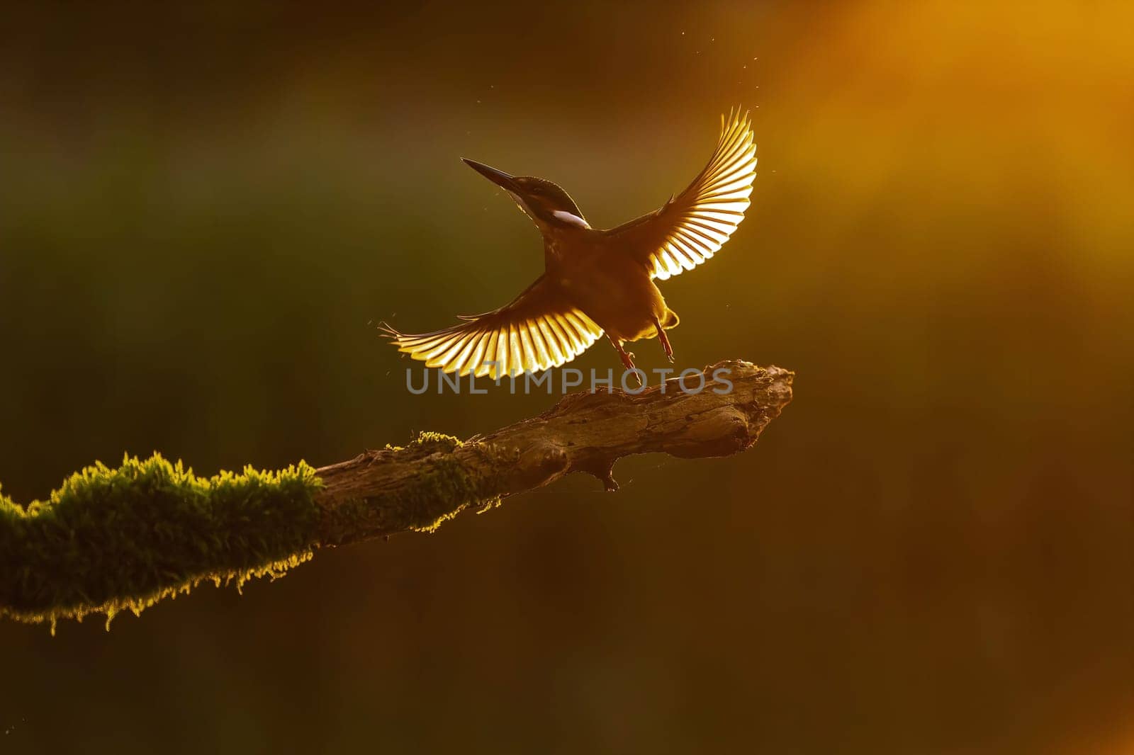 Kingfisher in flight at sunset, backlit silhouette against golden hour light. Beautiful nature photography.