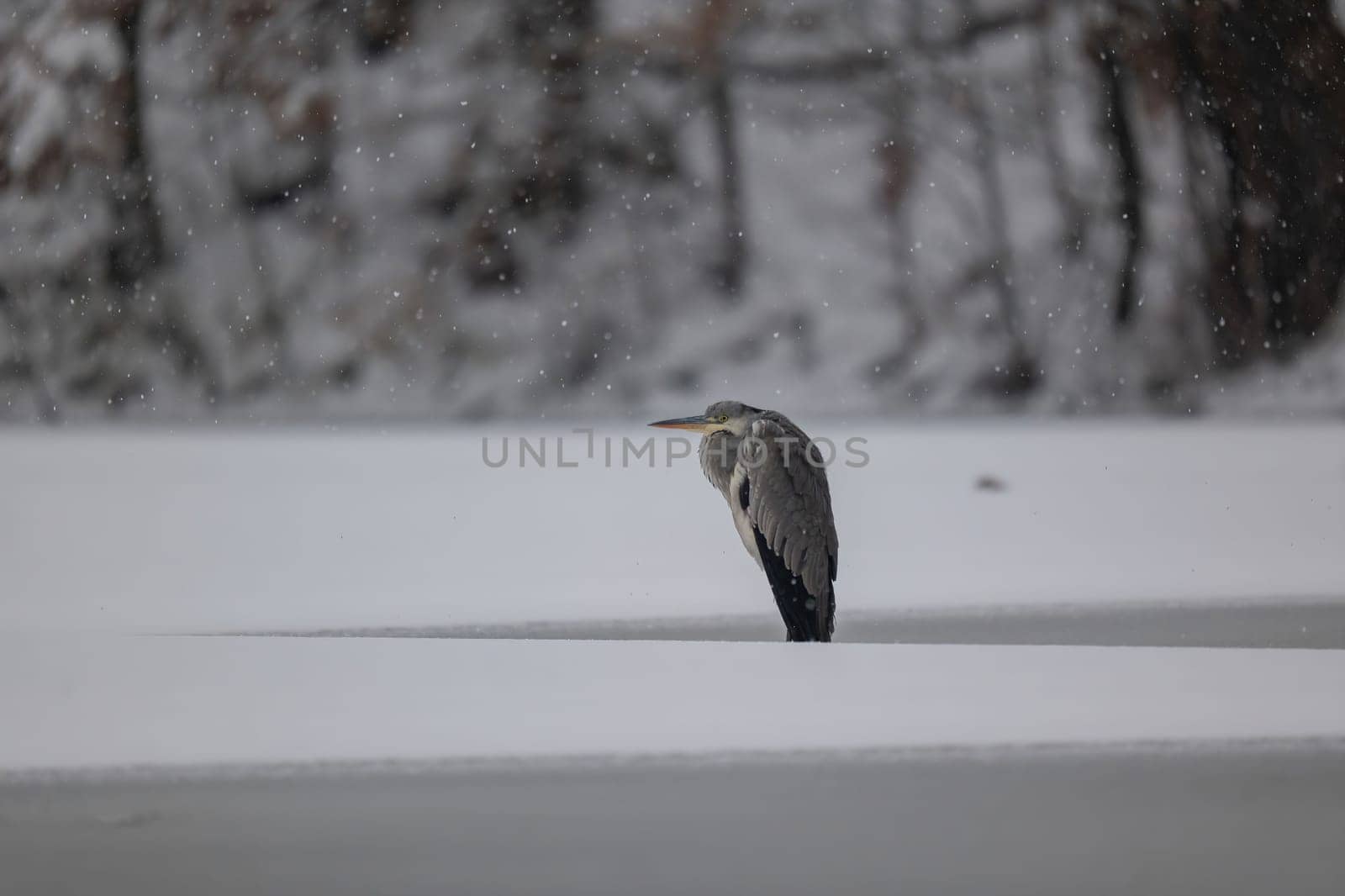 A solitary grey heron stands in the snow, amidst a wintery lake. Serene atmosphere