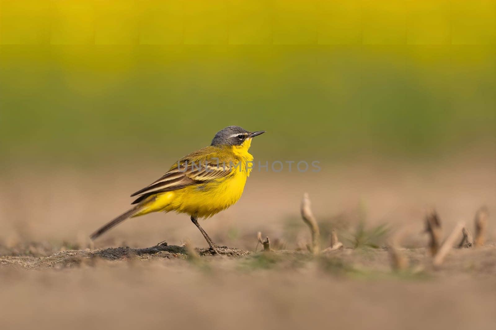 A vivid yellow wagtail perches on the ground amidst a blurred background of yellow flowers. This stunning photograph captures the bird's vibrant plumage and natural habitat.