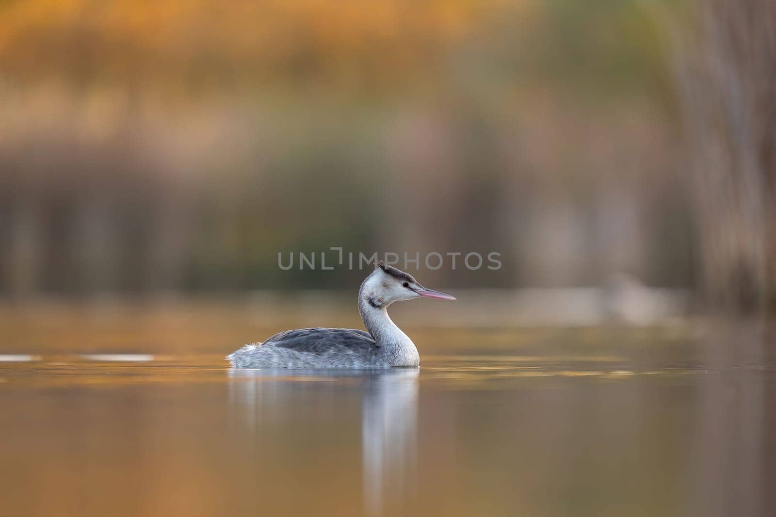 A great crested grebe floats serenely on a calm golden lake at dawn. The soft light creates a beautiful reflection.