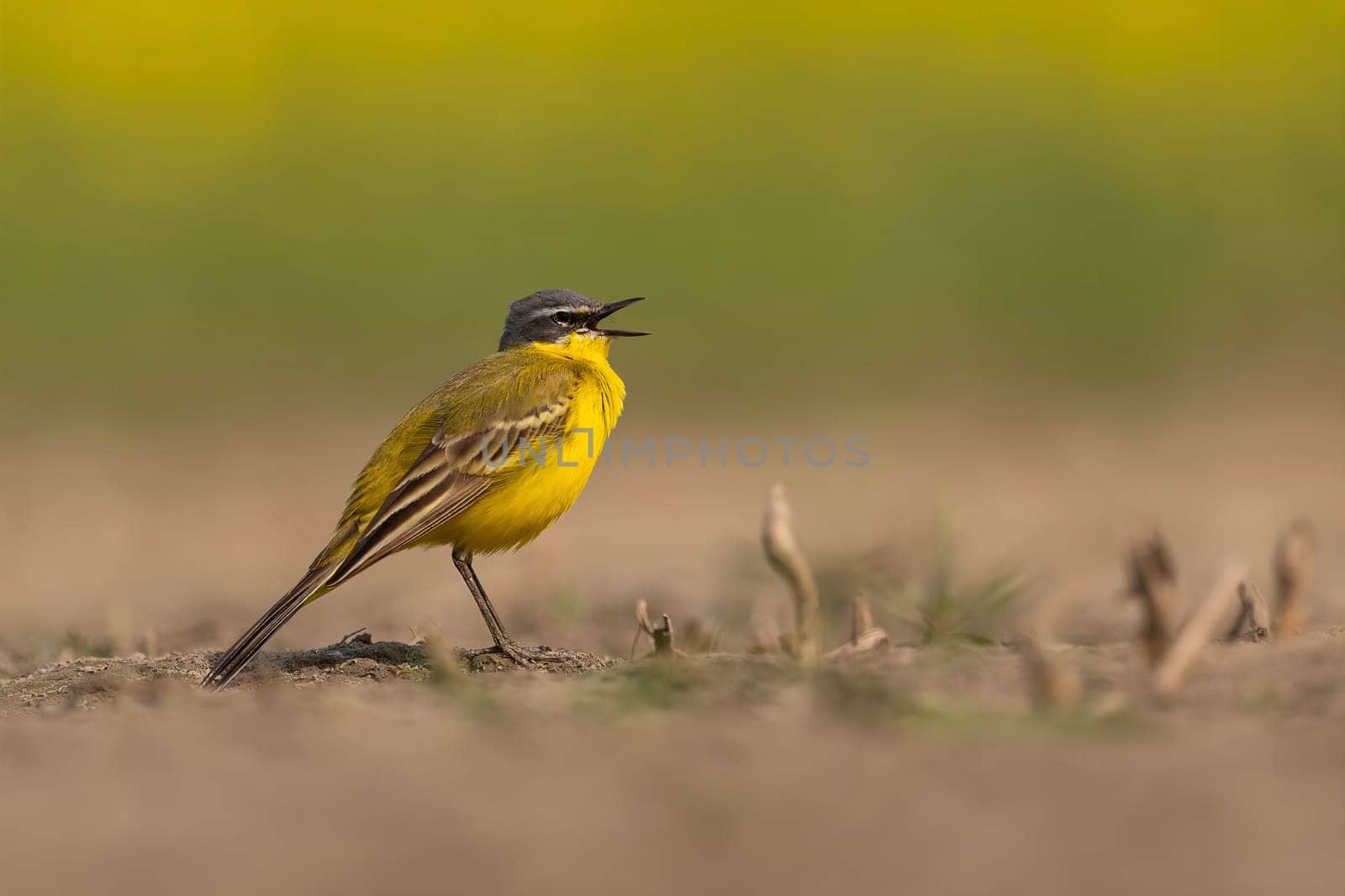 A vibrant yellow wagtail sings on the ground in a field. The bird's bright feathers contrast with the muted tones of its surroundings.