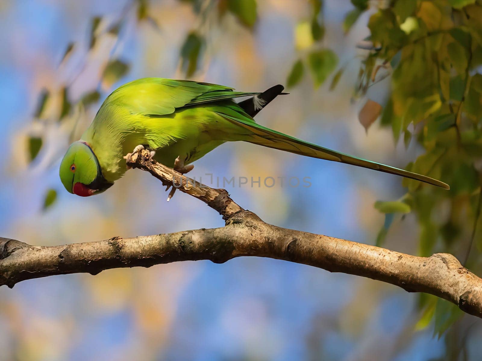 A vibrant green Roseringed Parakeet perches on a tree branch, showcasing its bright plumage against a blurred background of leaves.