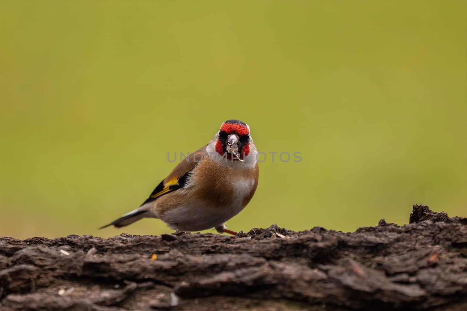 A Goldfinch perched on a log, holding a seed. Its vibrant plumage is the focus of the image.