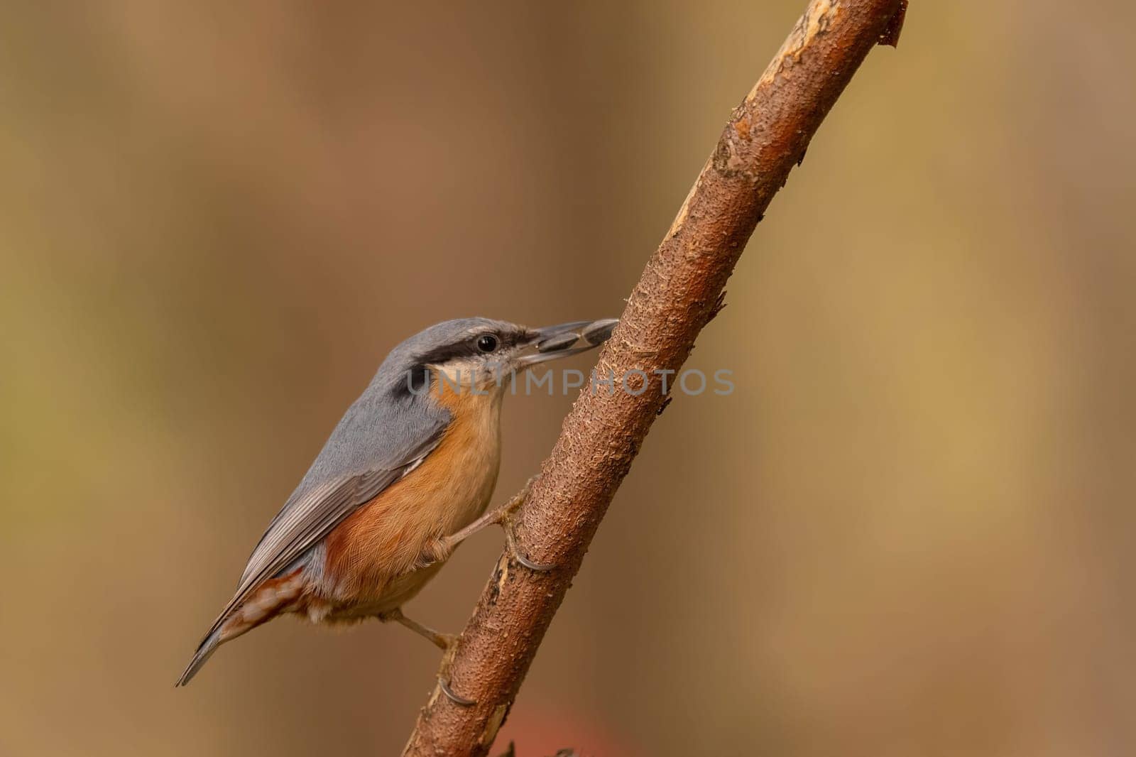 A nuthatch perched on a branch, showcasing its vibrant colors and intricate details. A beautiful capture of nature's beauty.