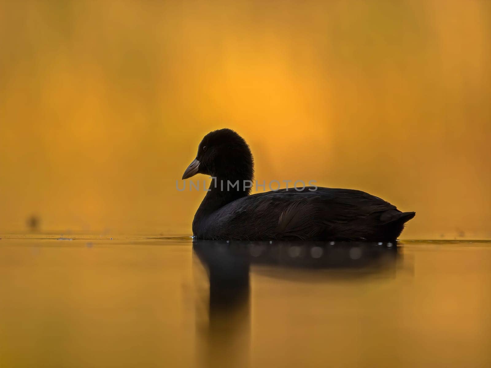 A Eurasian Coot floats serenely on a calm lake, its silhouette beautifully framed against a vibrant golden sunset.